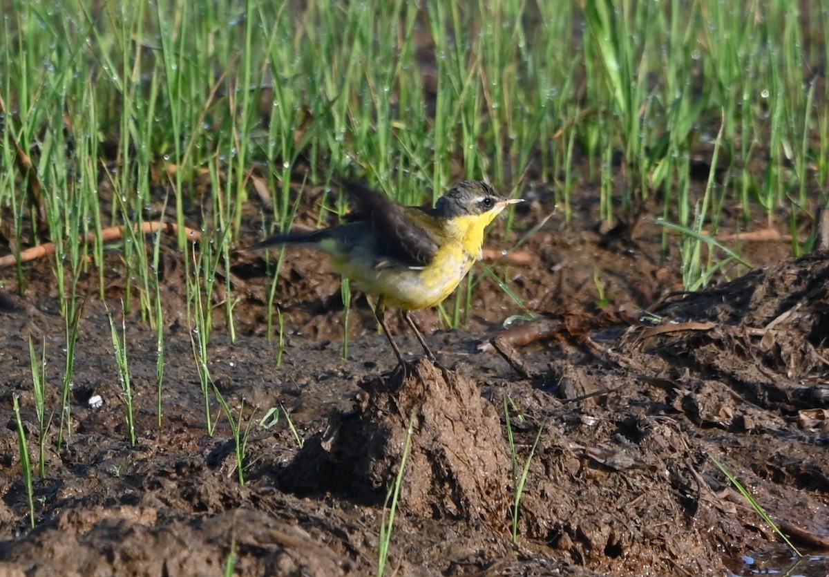 Western Yellow Wagtail - ML308773241
