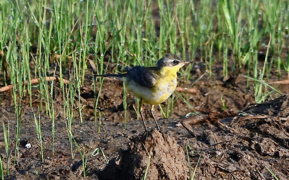 Western Yellow Wagtail - ML308773251