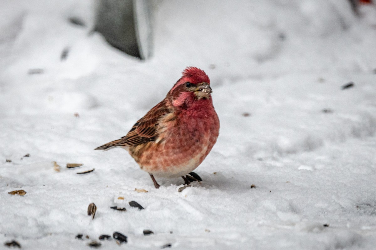 Purple Finch - ML308773651