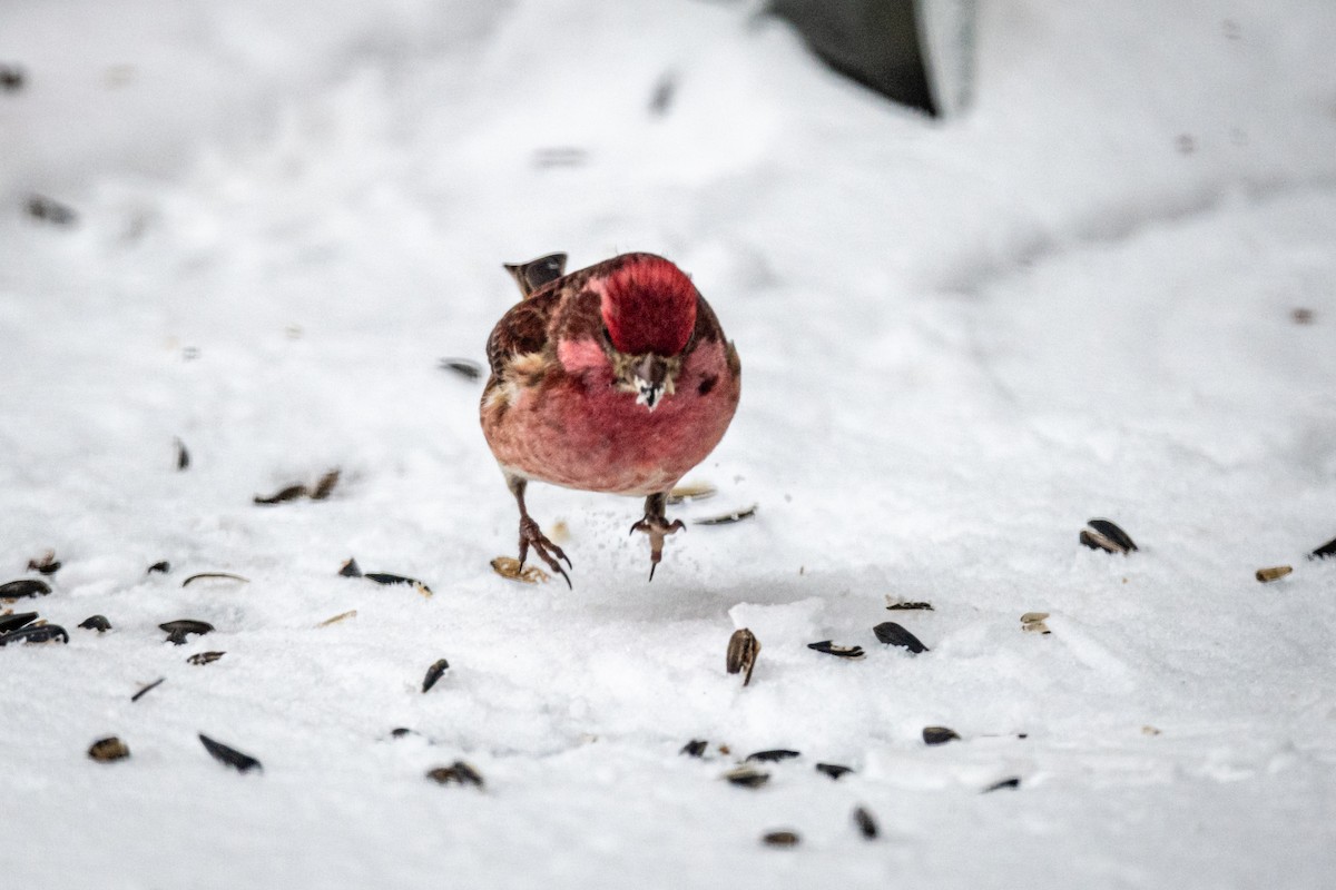 Purple Finch - ML308773661