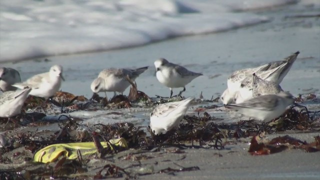 Sanderling - ML308773821