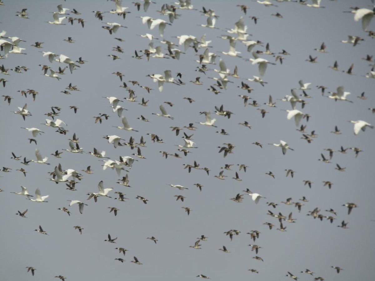 Northern Pintail - Chirag Solanki