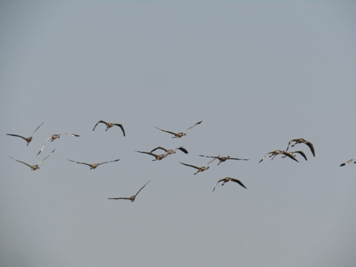 Lesser Flamingo - Chirag Solanki