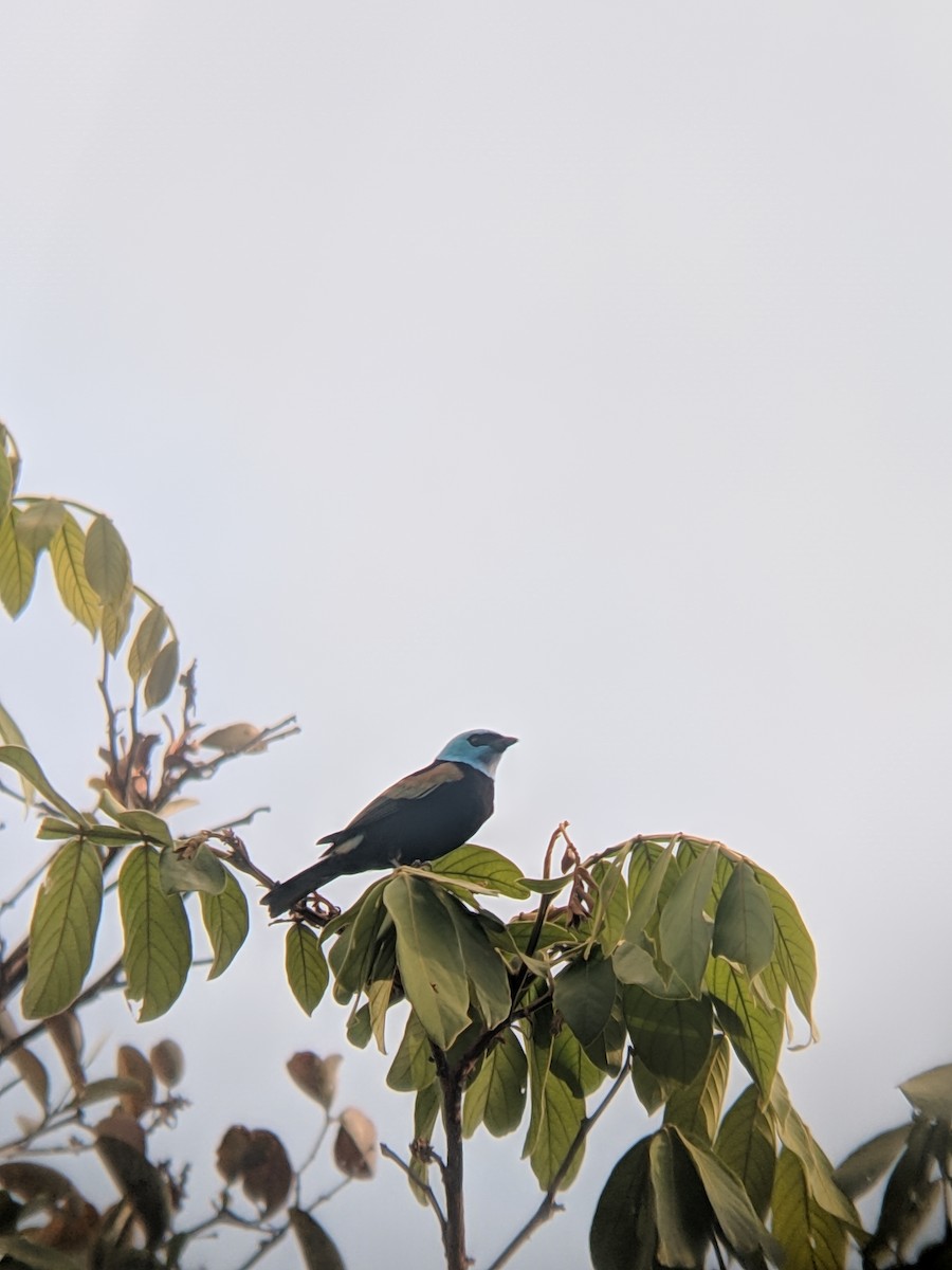 Blue-necked Tanager - ML308775601