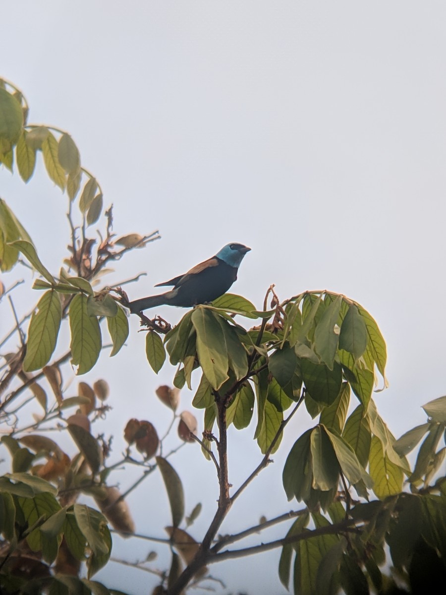 Blue-necked Tanager - ML308775851