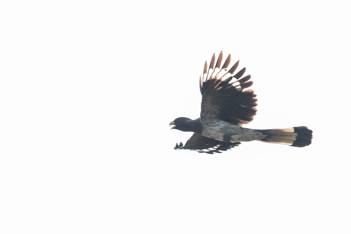 Eastern Plantain-eater - ML308776451