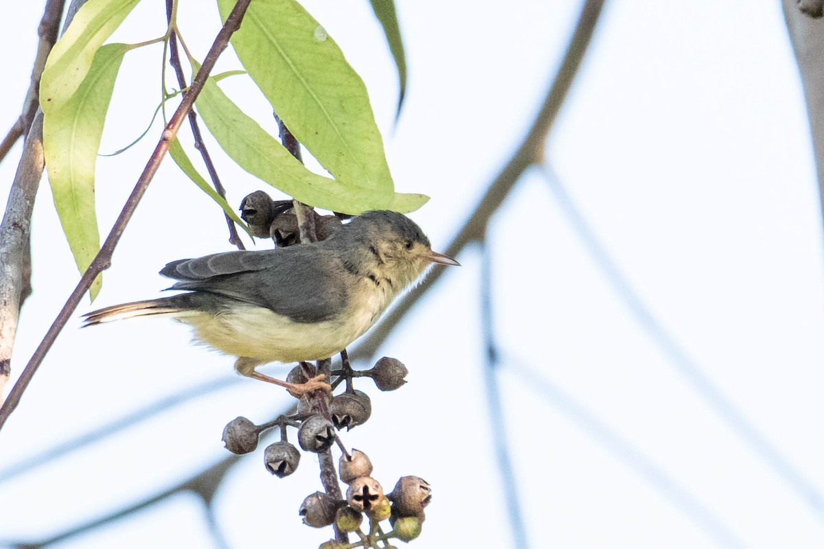 Buff-bellied Warbler - ML308776471