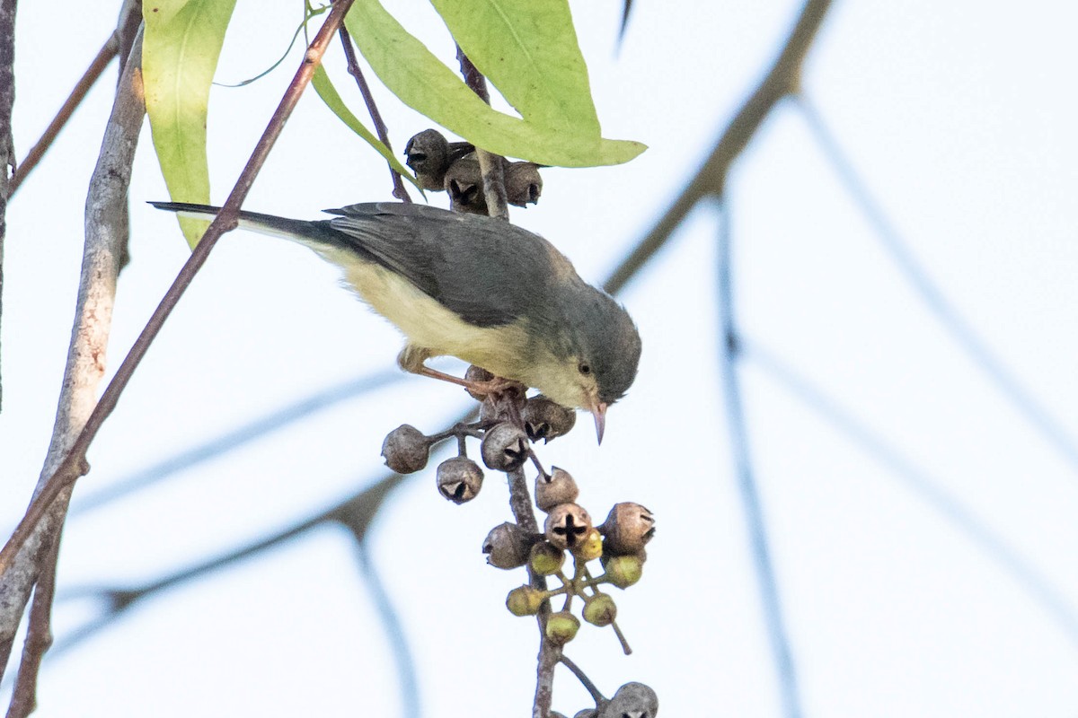 Buff-bellied Warbler - ML308776491