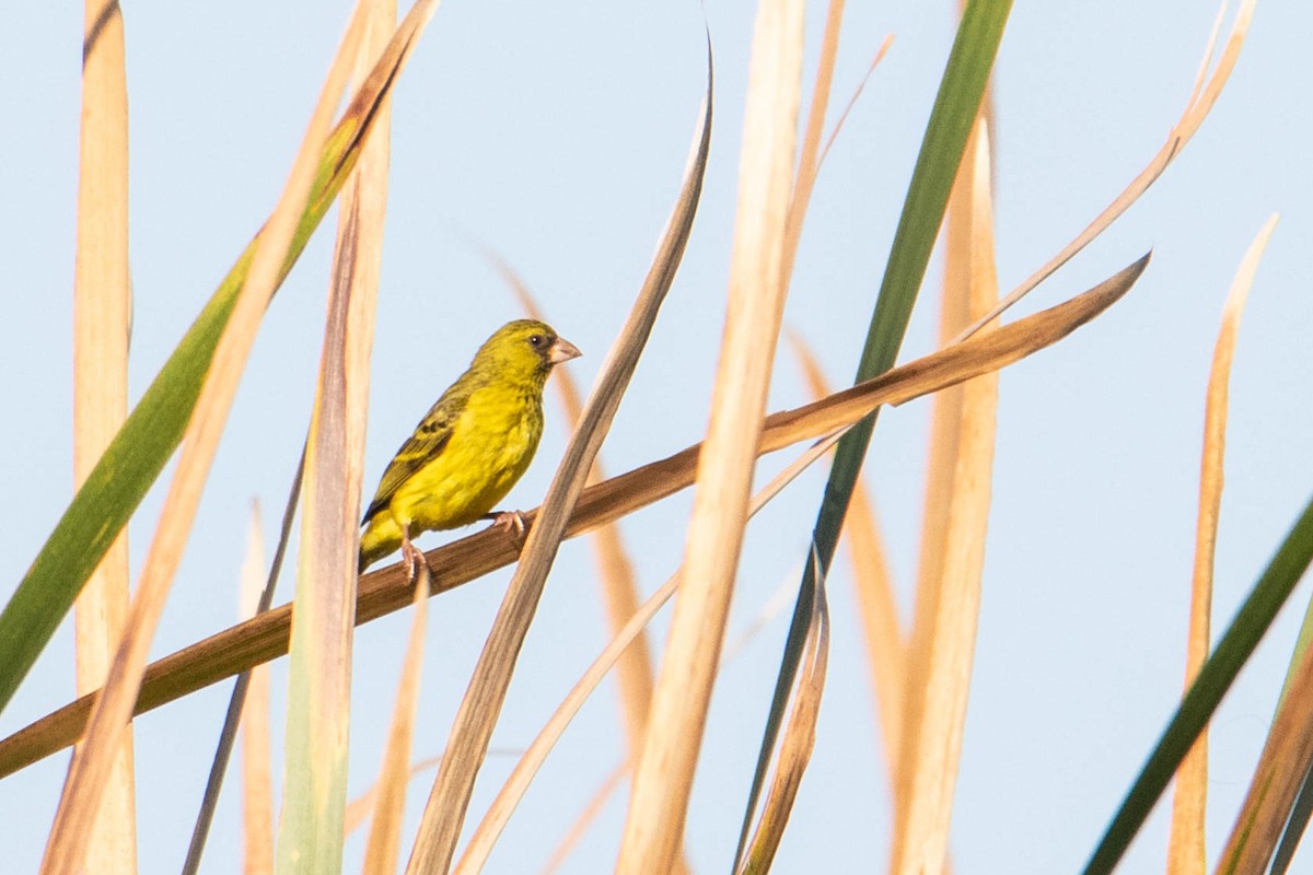 Papyrus Canary - Peter  Steward