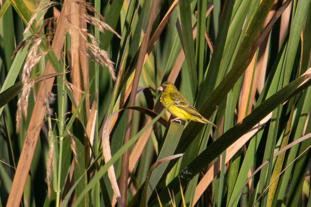 Papyrus Canary - ML308776561