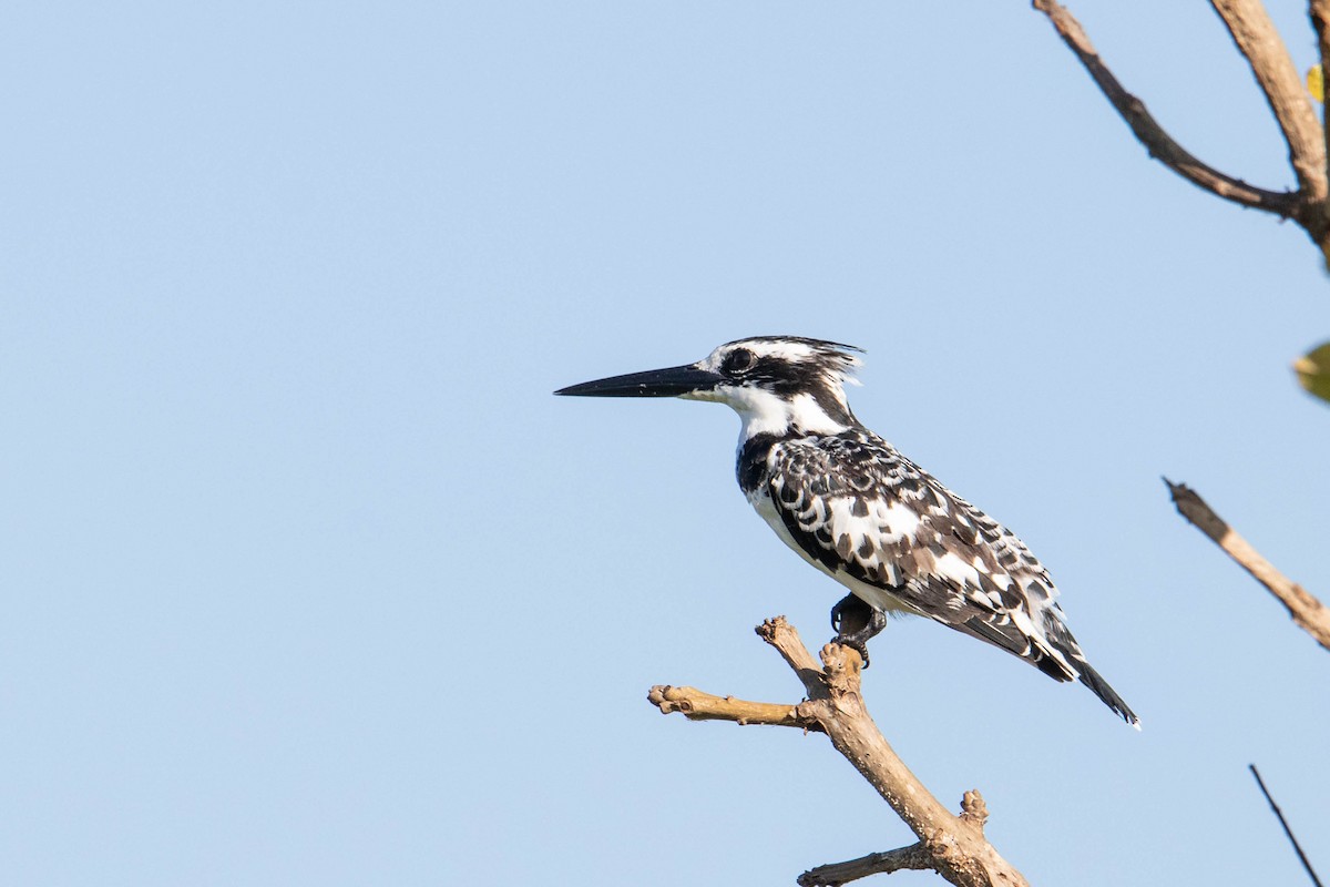 Pied Kingfisher - ML308776771