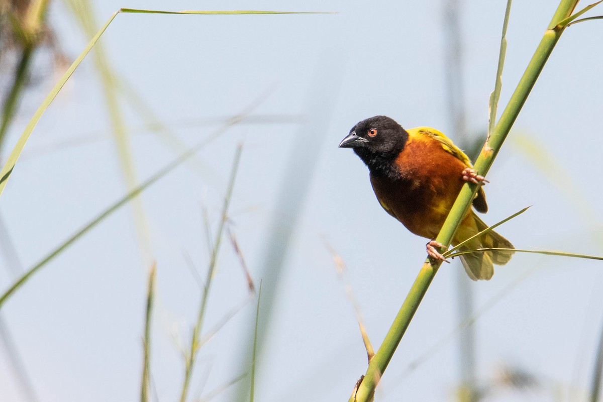 Golden-backed Weaver - ML308780181