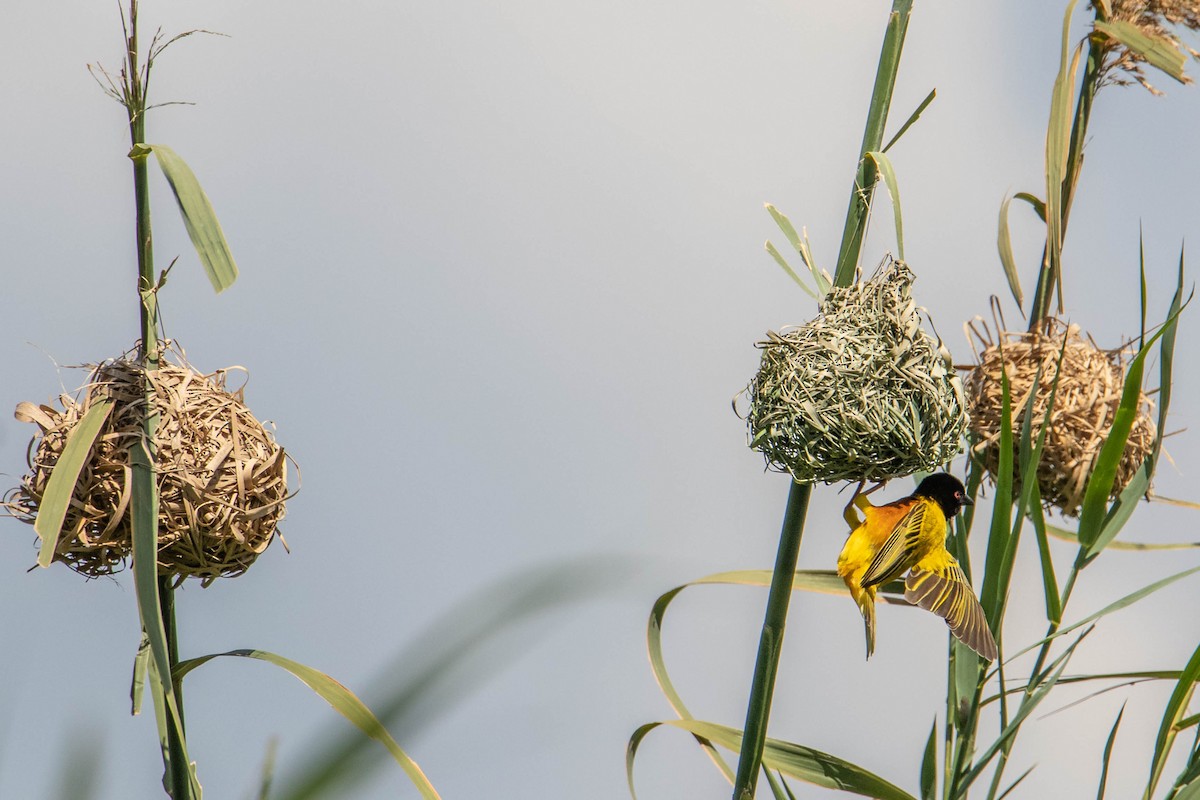 Golden-backed Weaver - ML308780211