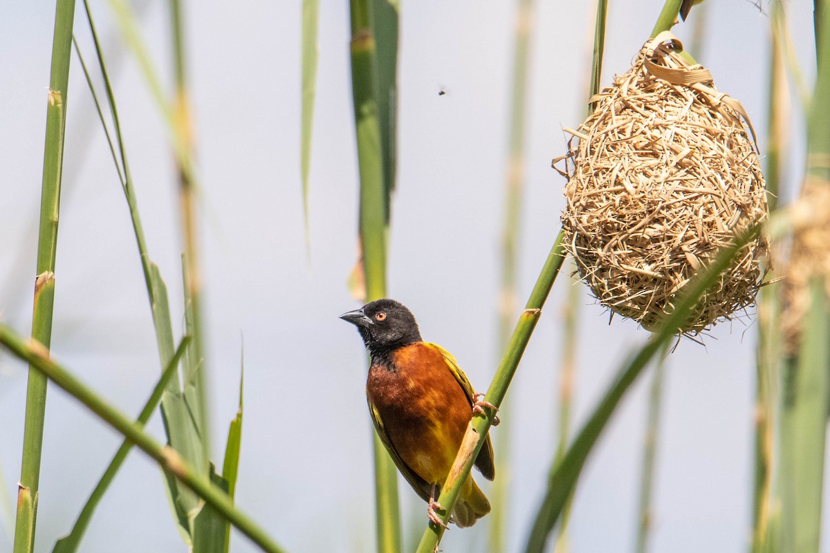 Golden-backed Weaver - ML308780221