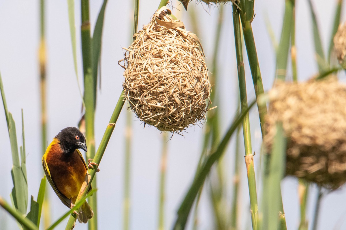 Golden-backed Weaver - ML308780231