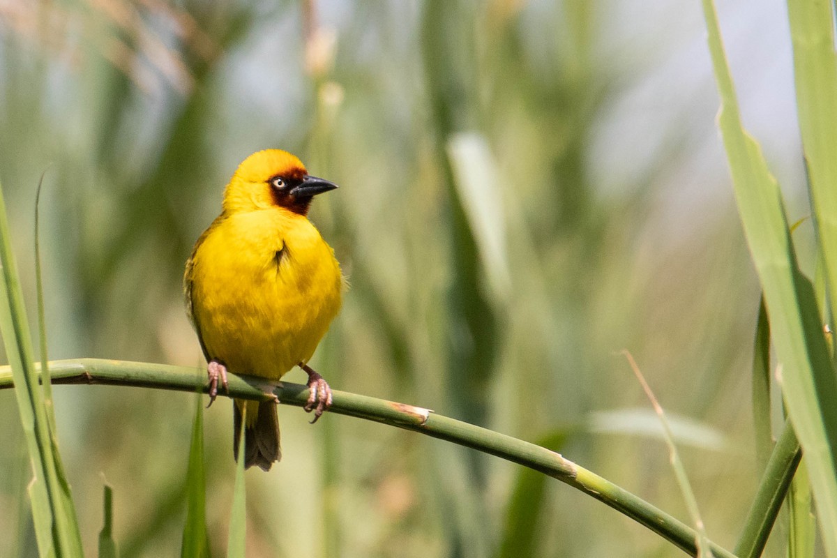 Northern Brown-throated Weaver - ML308780301