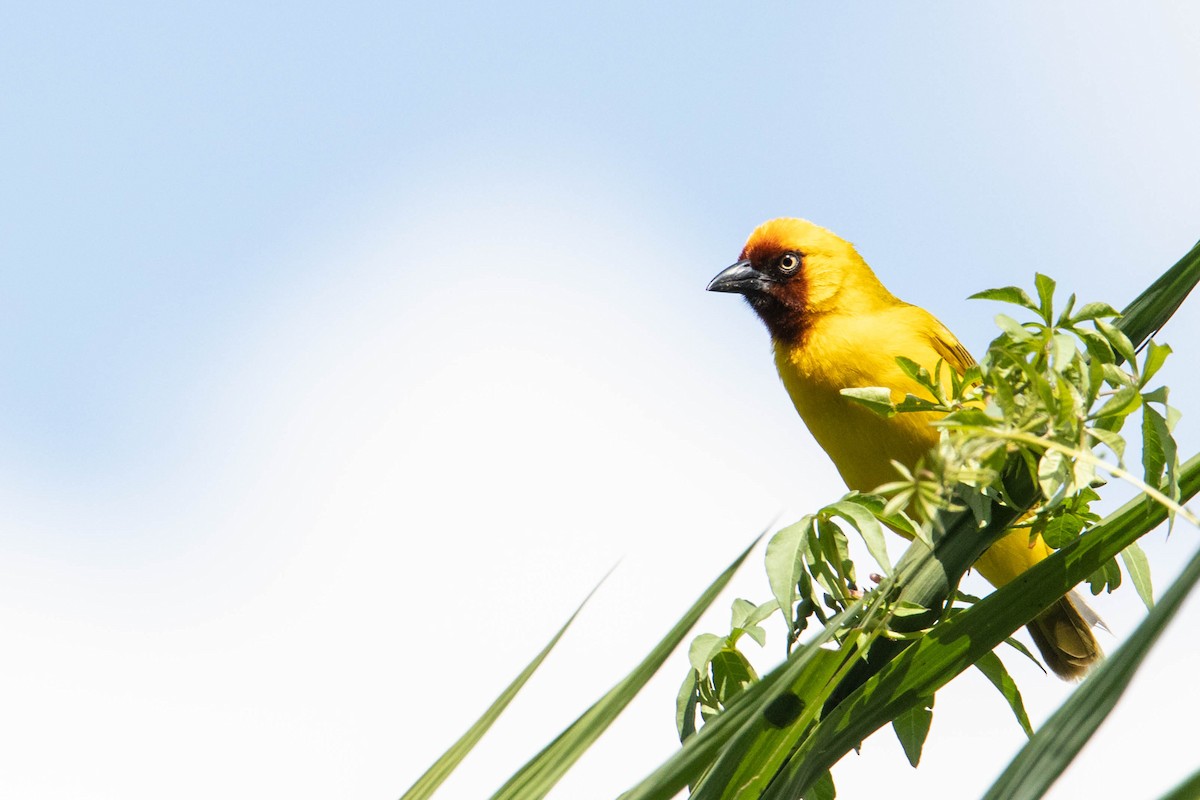 Northern Brown-throated Weaver - ML308780311