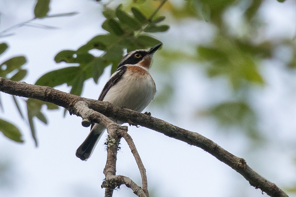 Pale Batis - ML308780511