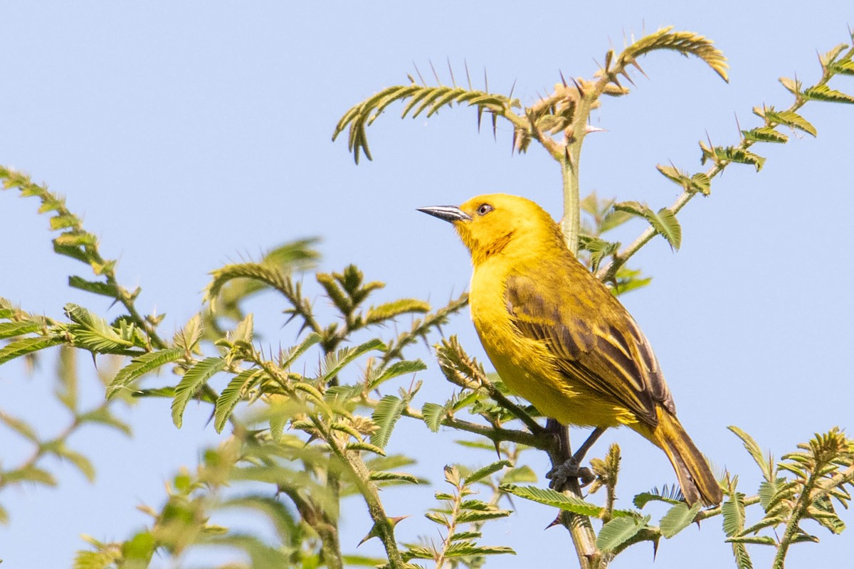 Slender-billed Weaver - ML308780681