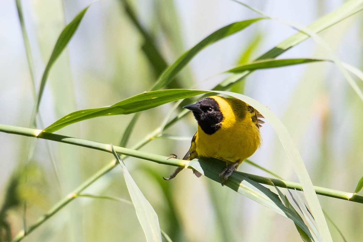 Slender-billed Weaver - ML308780691
