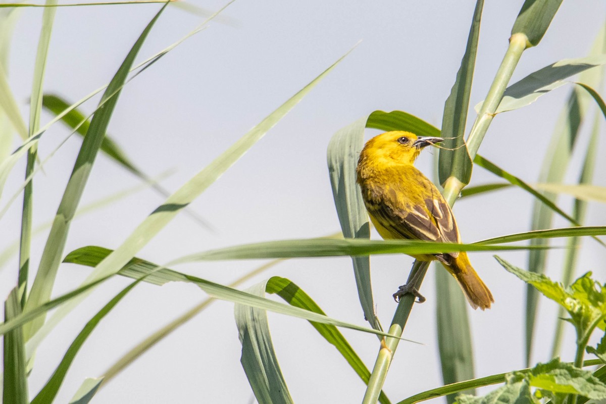Slender-billed Weaver - ML308780701