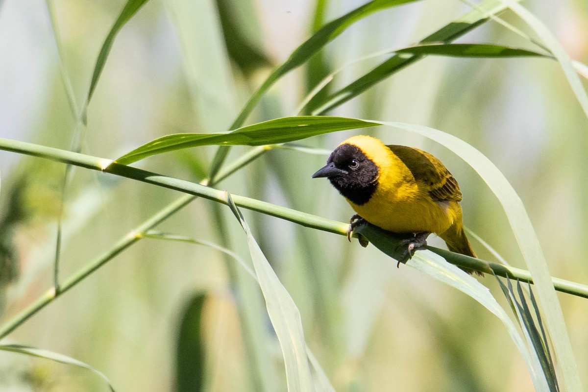 Slender-billed Weaver - ML308780711