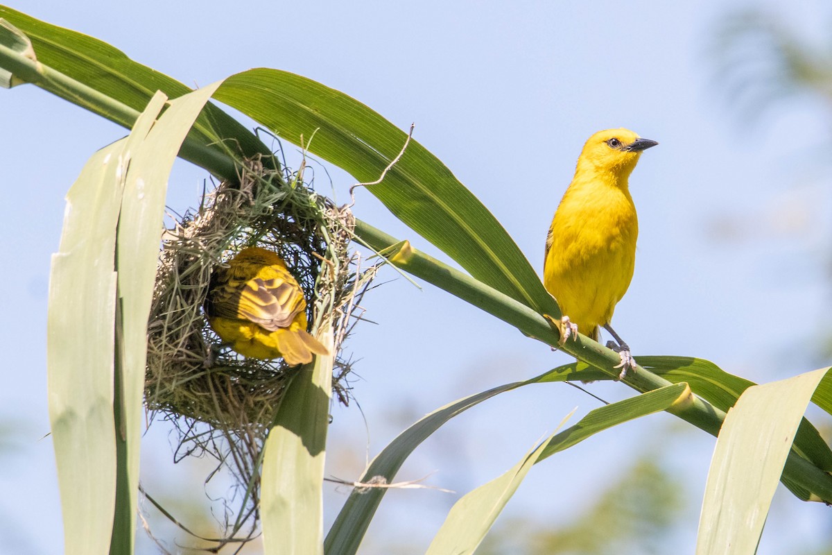 Slender-billed Weaver - ML308780721