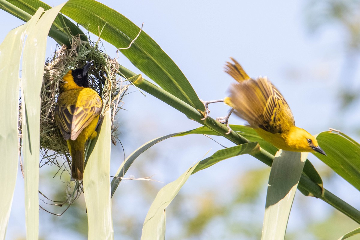 Slender-billed Weaver - ML308780731