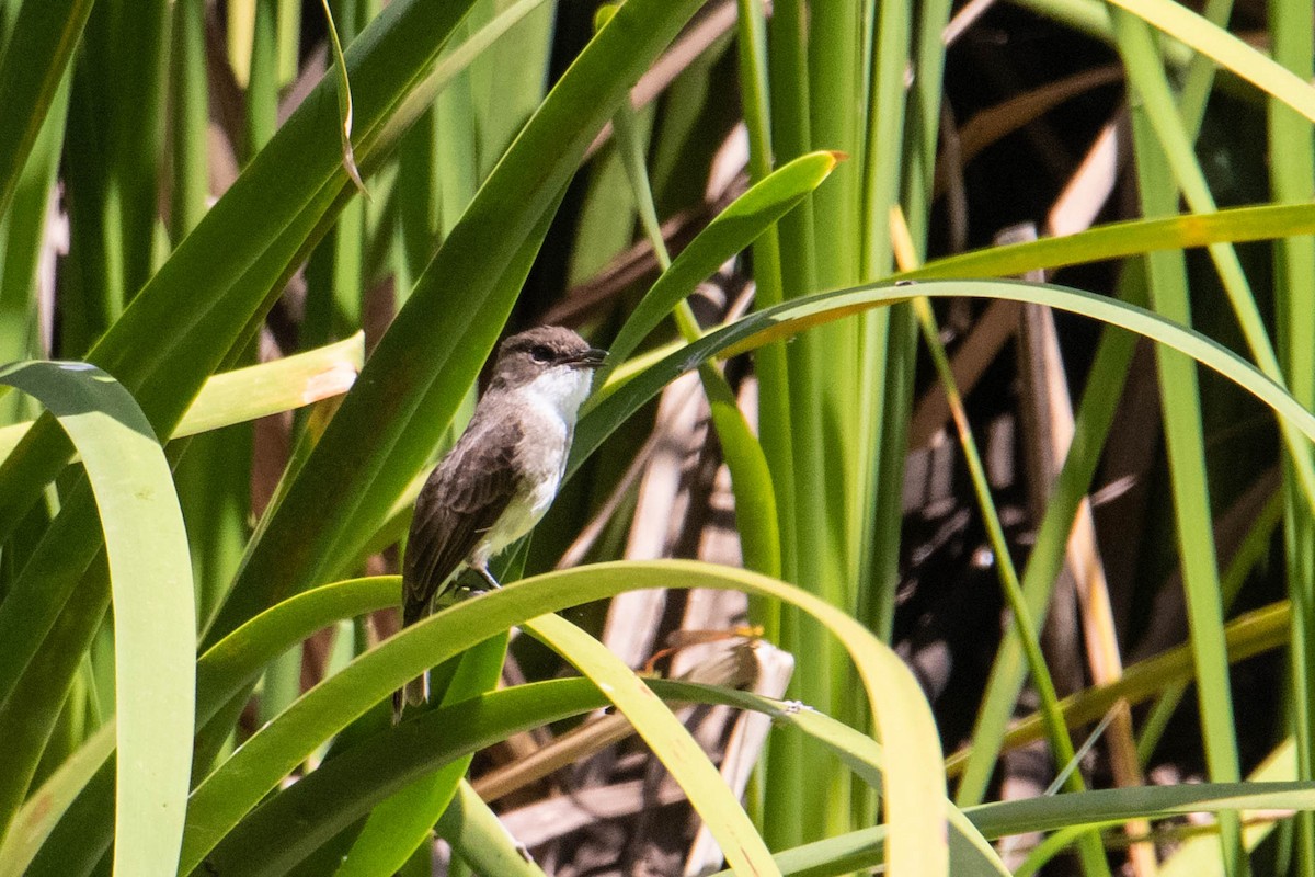 Swamp Flycatcher - ML308780761
