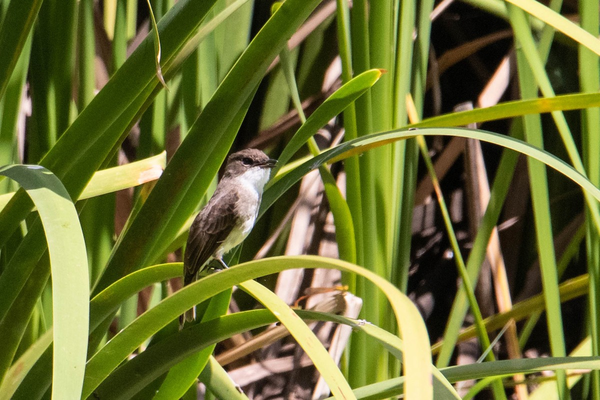 sumpfluesnapper - ML308780761