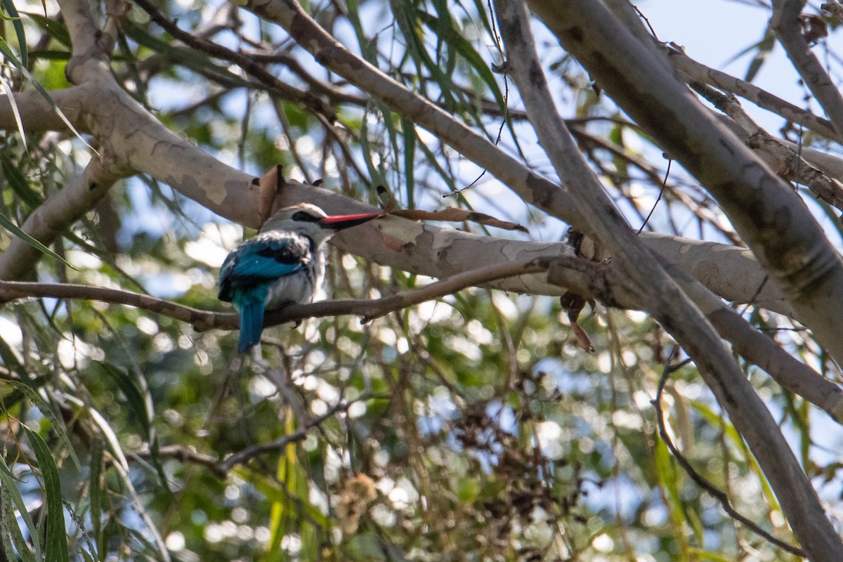 Woodland Kingfisher - ML308780821