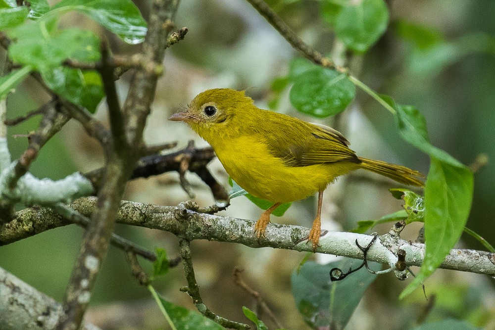 Yellow Flycatcher - ML308780841