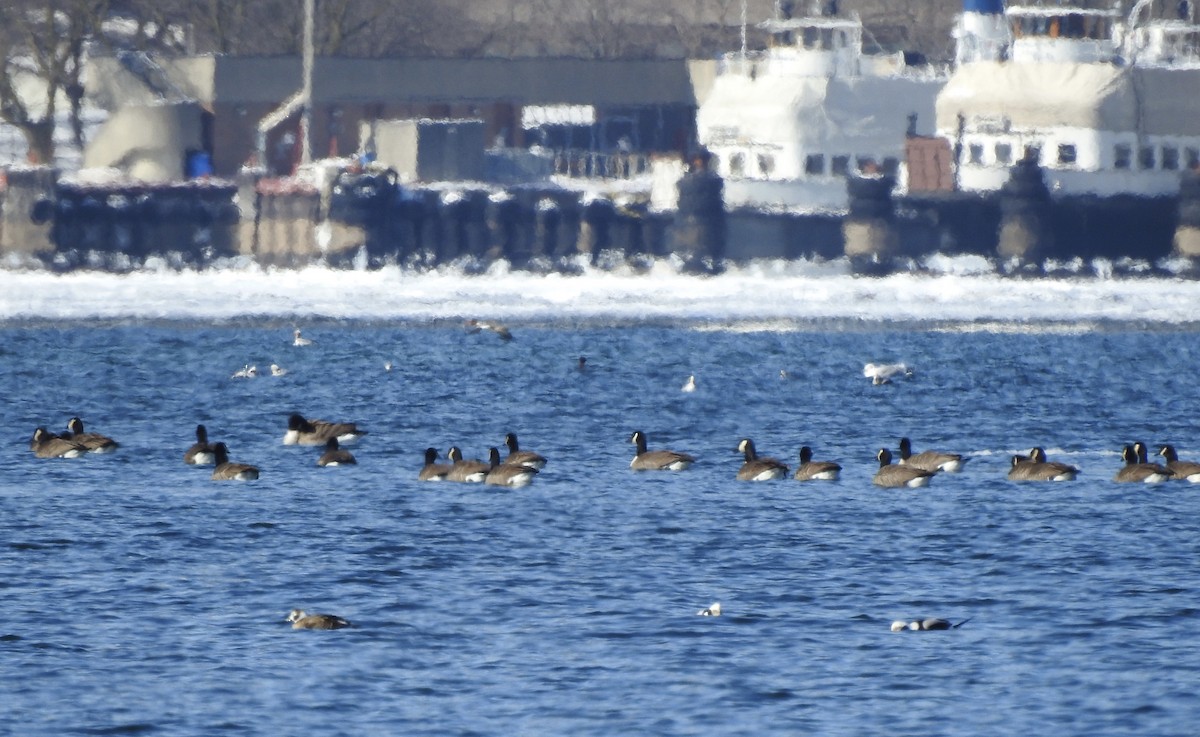 Canada Goose - ML308781951