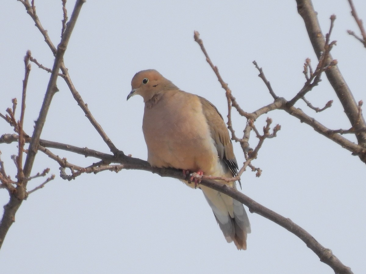 Mourning Dove - Bill Nolting