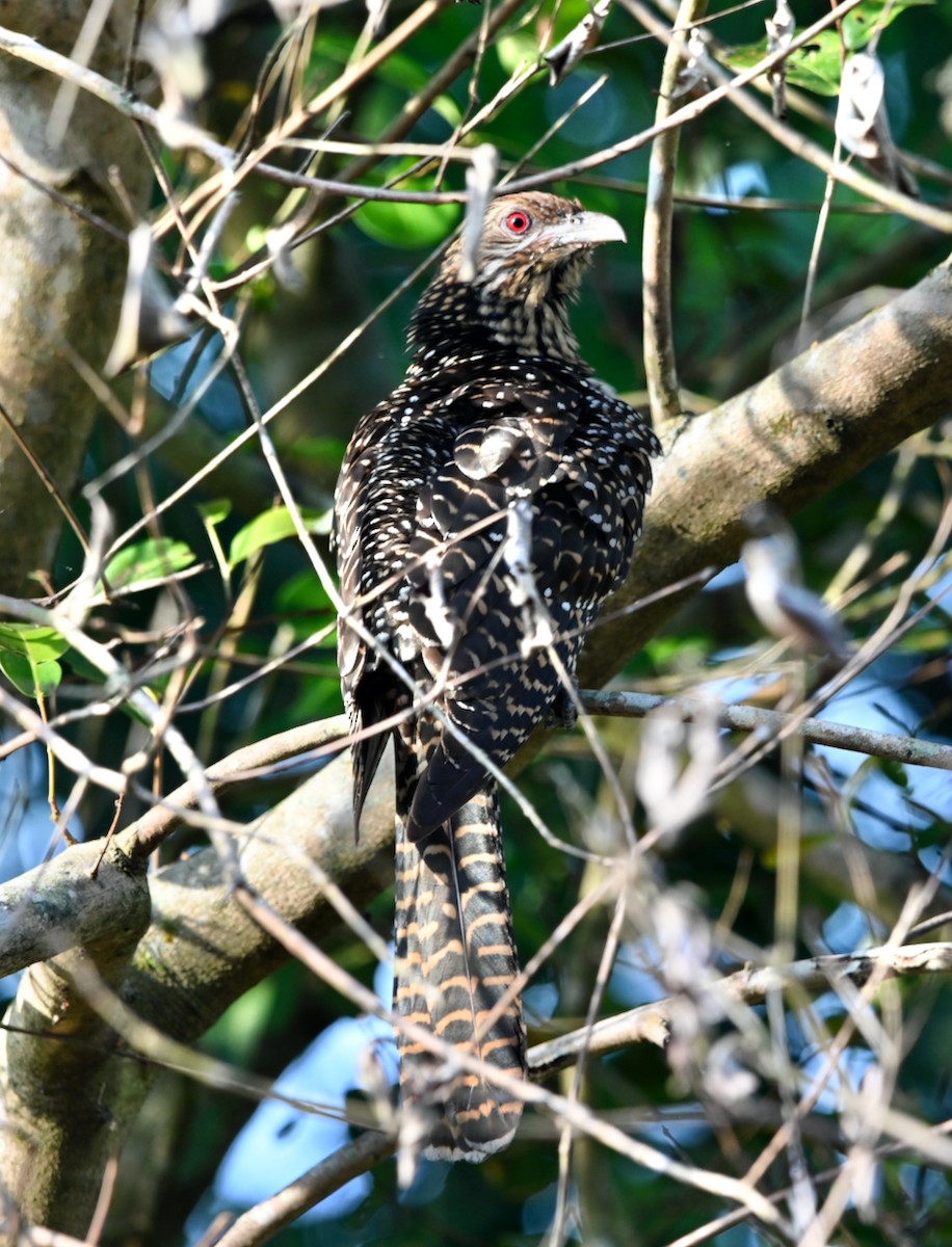Asian Koel - ML308783331