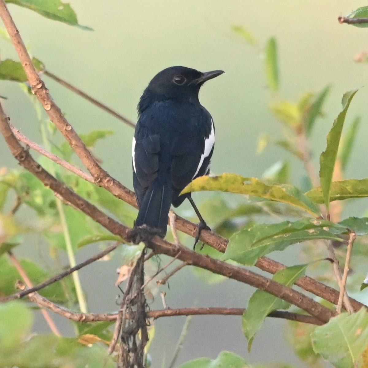 Oriental Magpie-Robin - ML308783431