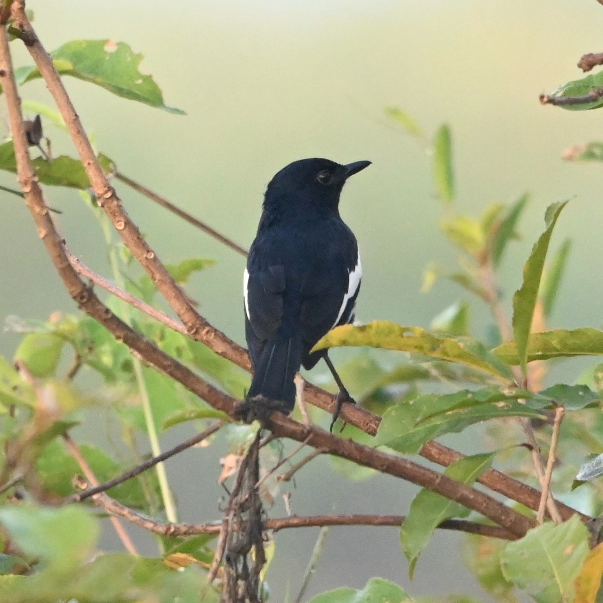 Oriental Magpie-Robin - ML308783441