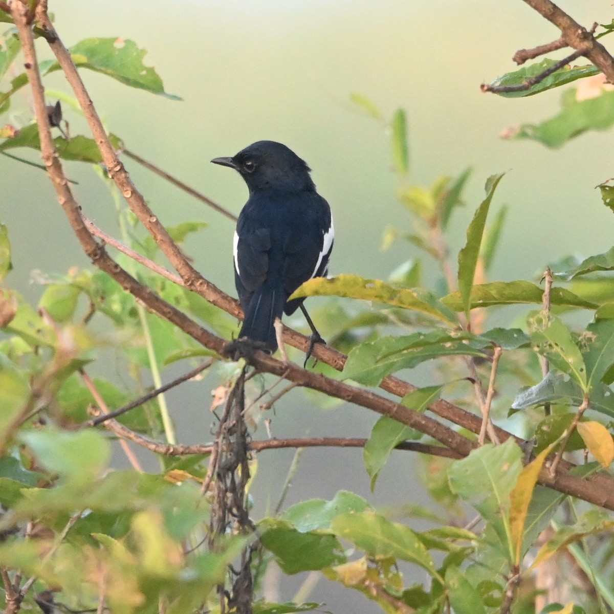 Oriental Magpie-Robin - ML308783451