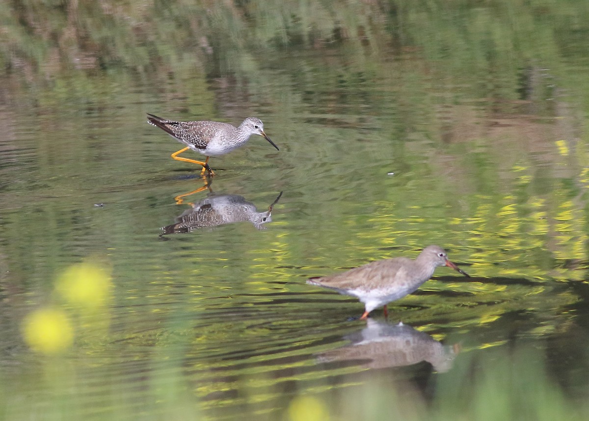 Lesser Yellowlegs - Georg Schreier Birdwatching Algarve