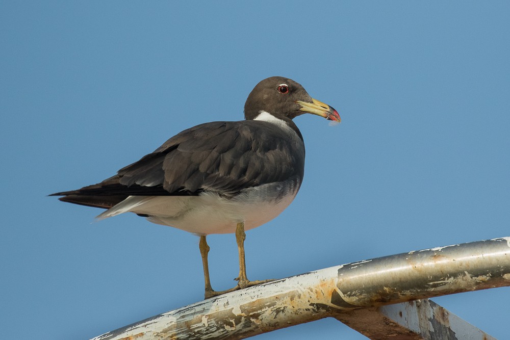 Sooty Gull - ML308784821