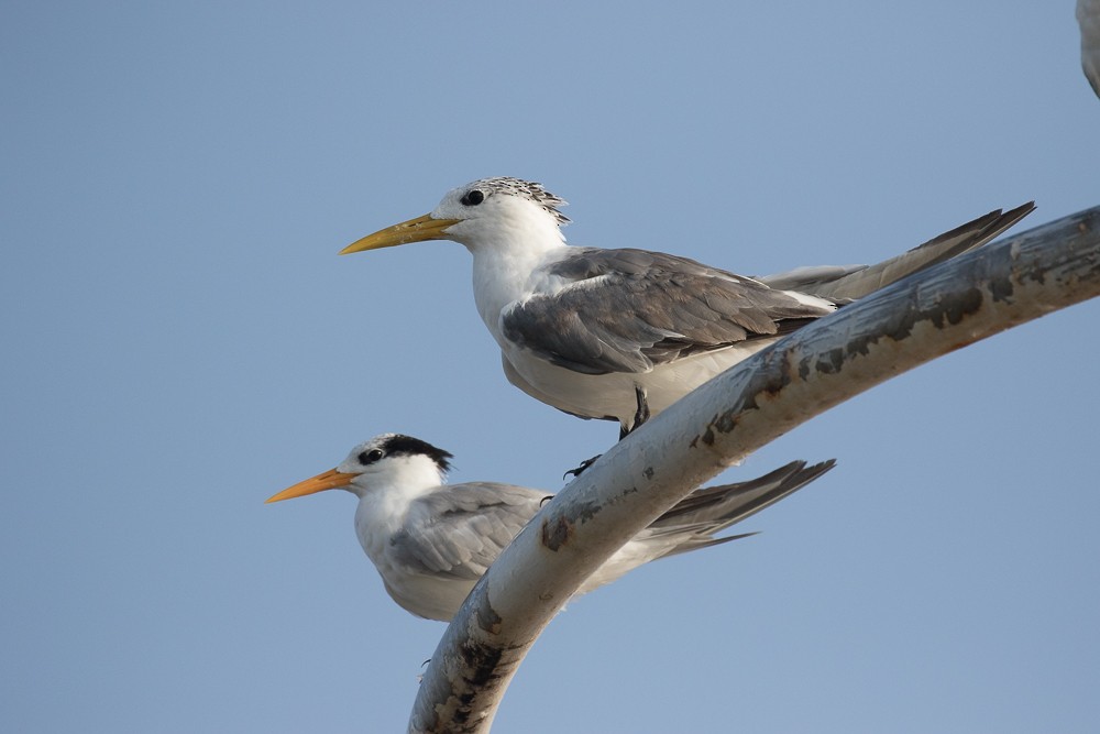 Lesser Crested Tern - ML308784921