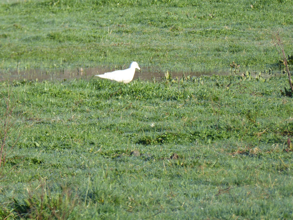 Glaucous Gull - mark magneson