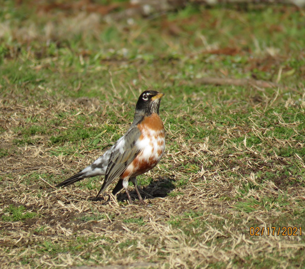 American Robin - ML308788271