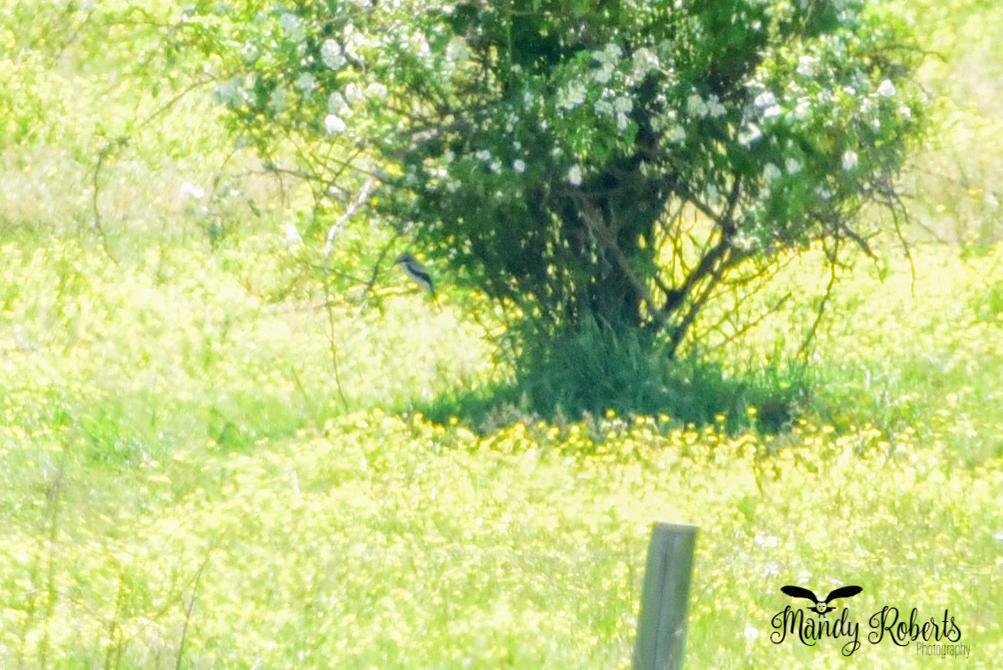 Loggerhead Shrike - ML308789211