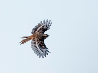 Adult - Brown Creeper