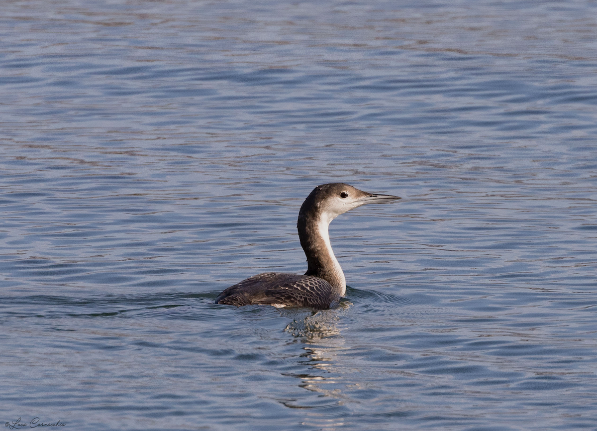 Arctic Loon - Luca Cornacchia