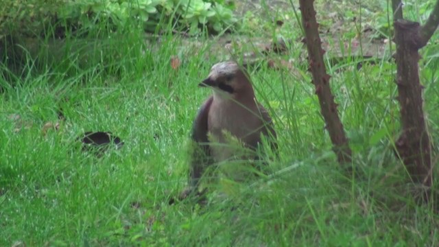 Eurasian Jay - ML308791041