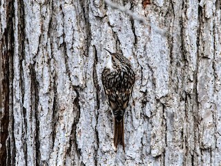 Adult - Brown Creeper