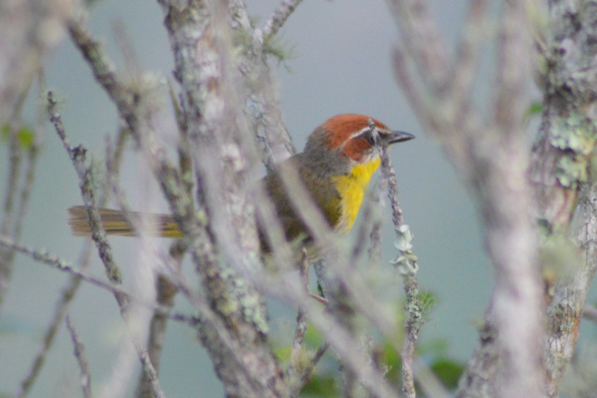 Rufous-capped Warbler - Carlos Mancera (Tuxtla Birding Club)