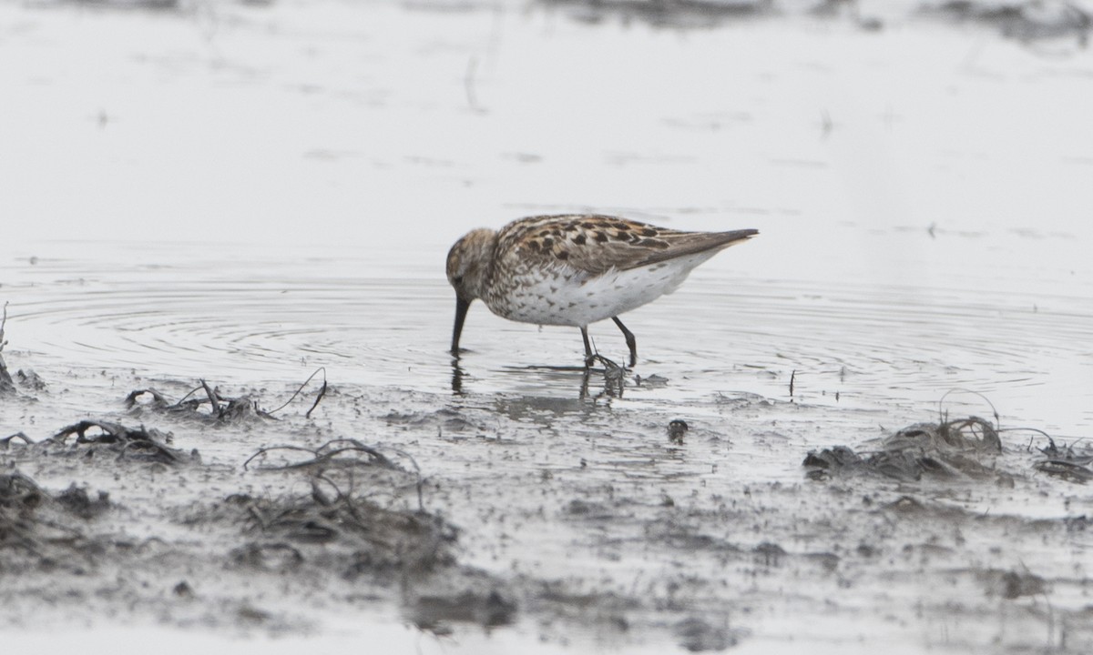 Western Sandpiper - ML30879331